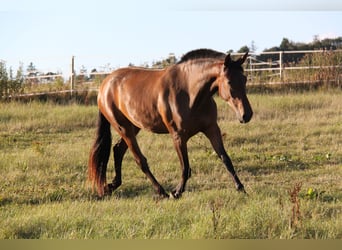 PRE Mix, Giumenta, 4 Anni, 165 cm, Baio