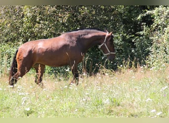 PRE Mix, Giumenta, 4 Anni, 165 cm, Baio