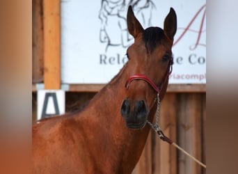 PRE Mix, Giumenta, 4 Anni, 165 cm