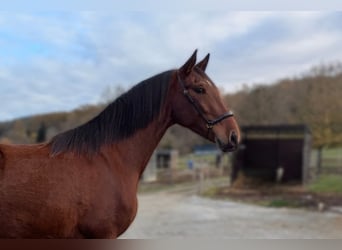 PRE Mix, Giumenta, 4 Anni, 165 cm