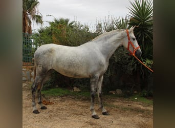 PRE Mix, Giumenta, 4 Anni, 165 cm, Grigio