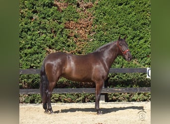 PRE Mix, Giumenta, 4 Anni, 165 cm, Morello
