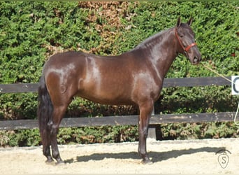 PRE Mix, Giumenta, 4 Anni, 165 cm, Morello