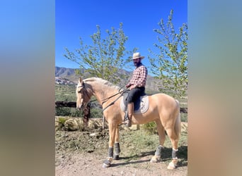 PRE, Giumenta, 4 Anni, 165 cm, Palomino
