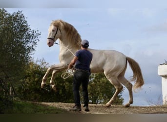PRE, Giumenta, 4 Anni, 165 cm, Palomino