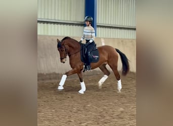 PRE Mix, Giumenta, 4 Anni, 166 cm, Baio