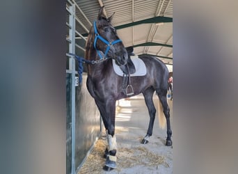 PRE, Giumenta, 4 Anni, 166 cm, Grigio