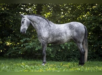 PRE Mix, Giumenta, 4 Anni, 166 cm, Grigio pezzato