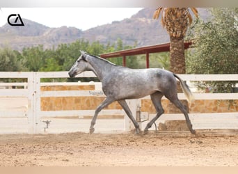 PRE, Giumenta, 4 Anni, 166 cm, Grigio pezzato