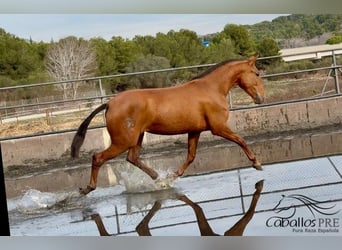 PRE Mix, Giumenta, 4 Anni, 166 cm, Sauro