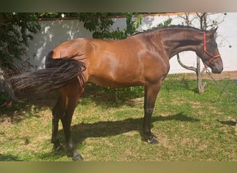 PRE, Giumenta, 4 Anni, 167 cm