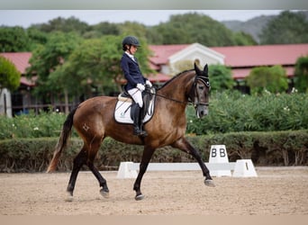 PRE, Giumenta, 4 Anni, 167 cm, Grigio