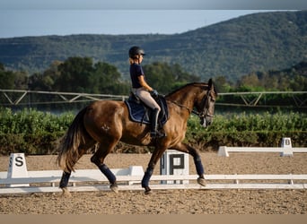 PRE, Giumenta, 4 Anni, 167 cm, Grigio