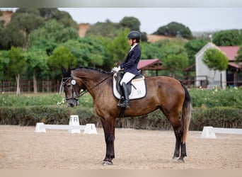 PRE, Giumenta, 4 Anni, 167 cm, Grigio