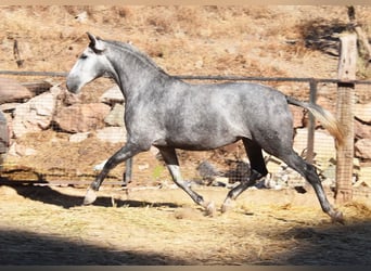PRE, Giumenta, 4 Anni, 167 cm, Grigio