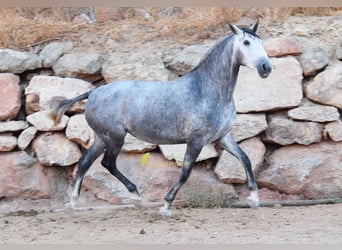 PRE, Giumenta, 4 Anni, 167 cm, Grigio