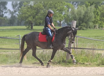 PRE, Giumenta, 4 Anni, 167 cm, Grigio