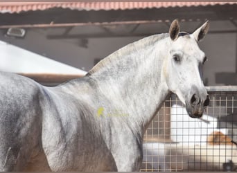 PRE, Giumenta, 4 Anni, 170 cm, Grigio