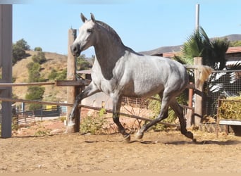 PRE, Giumenta, 4 Anni, 170 cm, Grigio