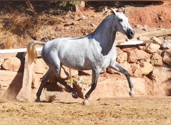 PRE, Giumenta, 4 Anni, 170 cm, Grigio