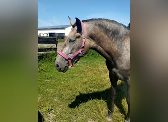 PRE Mix, Giumenta, 4 Anni, 171 cm, Falbo baio