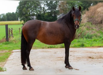 PRE, Giumenta, 4 Anni, Baio