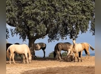 PRE Mix, Giumenta, 4 Anni, Overo-tutti i colori