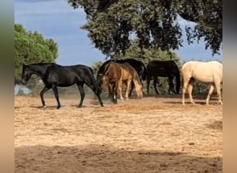 PRE Mix, Giumenta, 4 Anni, Overo-tutti i colori