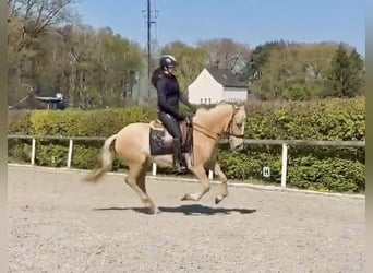 PRE Mix, Giumenta, 5 Anni, 150 cm, Palomino