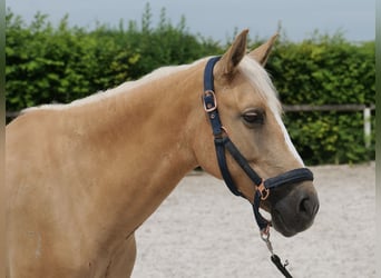 PRE Mix, Giumenta, 5 Anni, 150 cm, Palomino