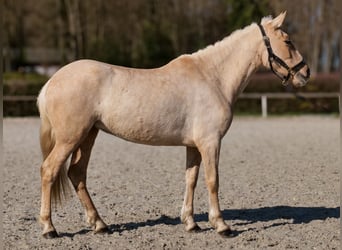 PRE Mix, Giumenta, 5 Anni, 150 cm, Palomino