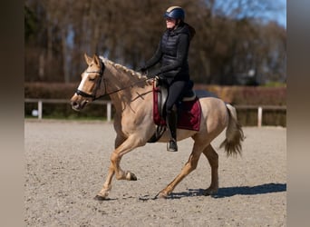PRE Mix, Giumenta, 5 Anni, 150 cm, Palomino