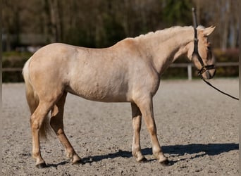 PRE Mix, Giumenta, 5 Anni, 150 cm, Palomino
