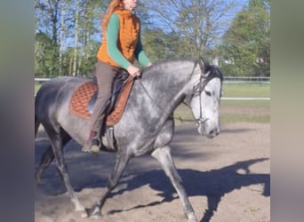 PRE, Giumenta, 5 Anni, 154 cm, Grigio