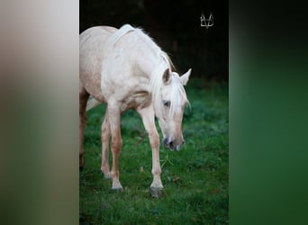 PRE, Giumenta, 5 Anni, 155 cm, Palomino