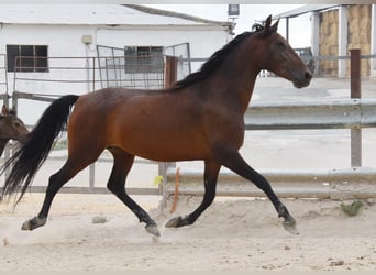 PRE, Giumenta, 5 Anni, 156 cm, Baio