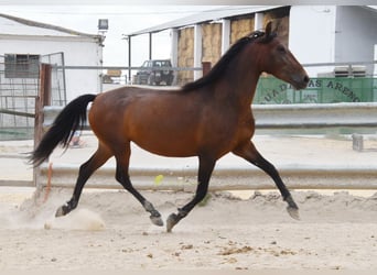 PRE, Giumenta, 5 Anni, 156 cm, Baio