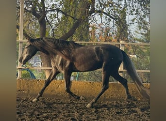 PRE Mix, Giumenta, 5 Anni, 157 cm, Grigio ferro
