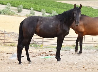 PRE, Giumenta, 5 Anni, 157 cm, Morello
