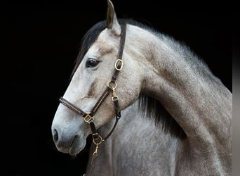 PRE, Giumenta, 5 Anni, 158 cm, Grigio rossastro