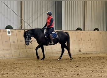 PRE Mix, Giumenta, 5 Anni, 158 cm, Leardo