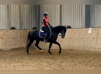 PRE Mix, Giumenta, 5 Anni, 158 cm, Leardo