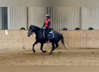 PRE Mix, Giumenta, 5 Anni, 158 cm, Leardo