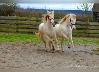 PRE, Giumenta, 5 Anni, 158 cm, Pearl