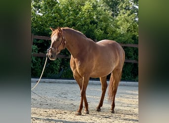 PRE, Giumenta, 5 Anni, 158 cm, Sauro