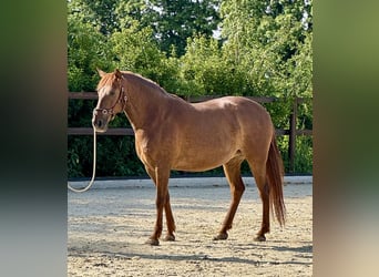 PRE, Giumenta, 5 Anni, 158 cm, Sauro
