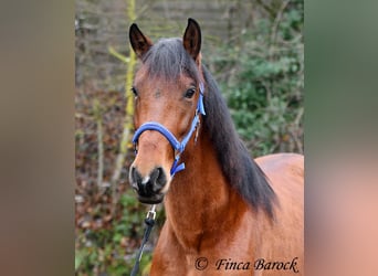 PRE, Giumenta, 5 Anni, 160 cm, Baio
