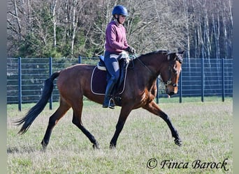 PRE, Giumenta, 5 Anni, 160 cm, Baio