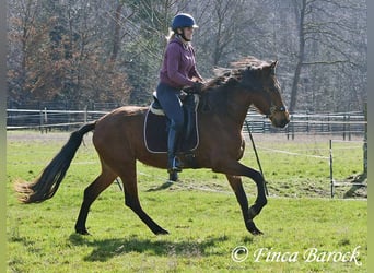 PRE, Giumenta, 5 Anni, 160 cm, Baio