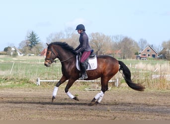 PRE Mix, Giumenta, 5 Anni, 160 cm, Baio